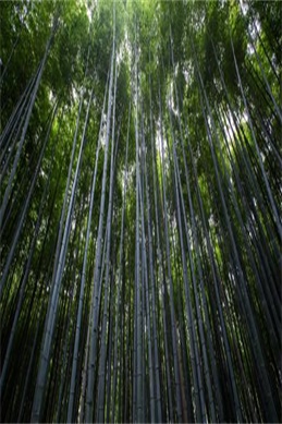 雀圣2电影-想看雀圣2从哪里入手